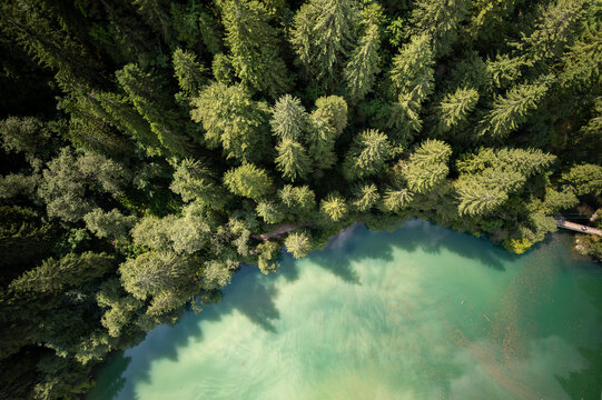 Aerial view of Lacul Scropoasa surrounded by dense coniferous forest with turquoise water and sunlight filtering through the trees in Scropoasa, Judetul Dambovita, Romania.