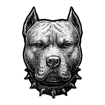 Hand-drawn black and white illustration of a pit bull head facing forward with a stern expression, textured fur, prominent ears and a studded spiked collar in engraving style