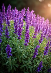 Fototapeta premium A vibrant bush of purple sage flowers blooming luxuriantly under natural sunlight, showcasing delicate petals and lush green foliage outdoors, herbaceous, bloom, blossom