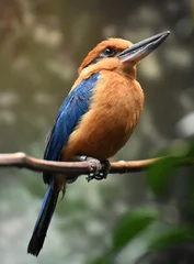 The Guam kingfisher (Todiramphus cinnamominus), also known as the Micronesian Kingfisher is an endangered species of kingfisher from the island of Guam. © michaelfitz