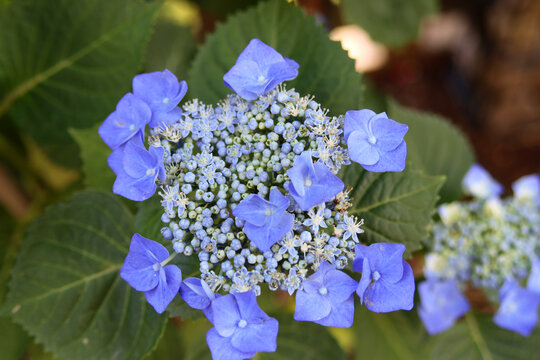 Tellerhortensie