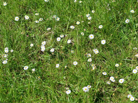  A high-angle, full-frame 
shot of a lush green meadow filled with 
blooming wild daisies. The small white 
flowers with bright yellow centers are 
scattered thickly across the vibrant 
green grass. C