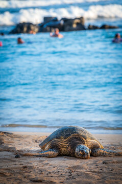  Poipu Beach is considered the most consistent and accessible beach for turtle sightings. Turtles frequently rest on the sand in the late afternoon and feed in the nearshore waters. Kauai, Hawaii