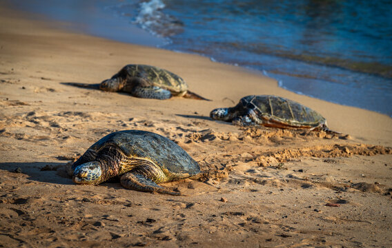  Poipu Beach is considered the most consistent and accessible beach for turtle sightings. Turtles frequently rest on the sand in the late afternoon and feed in the nearshore waters. Kauai, Hawaii