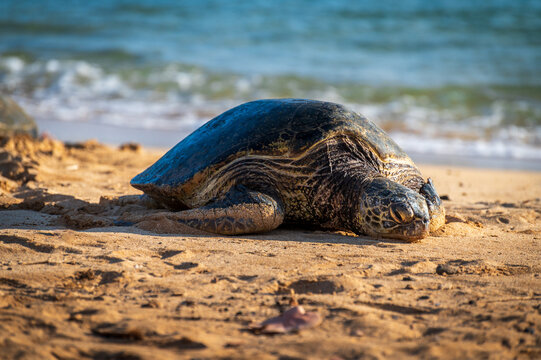  Poipu Beach is considered the most consistent and accessible beach for turtle sightings. Turtles frequently rest on the sand in the late afternoon and feed in the nearshore waters. Kauai, Hawaii