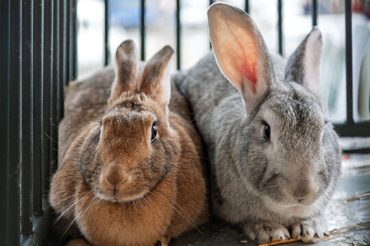 Hauskaninchen (Oryctolagus cuniculus forma domestica)