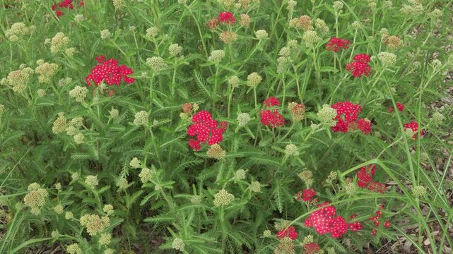 Vibrant red yarrow flowers and green buds sway gently amidst delicate, fern-like foliage in soft daylight. Great for botanical documentaries, gardening guides, and herbal medicine concepts. 