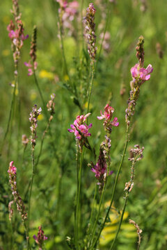 Pink sainfoin flowers blooming in a summer meadow, supporting pollinators and enriching grassland ecosystems while illustrating biodiversity and natural forage habitats. Pink flowers in green field
