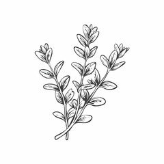 Fototapeta premium Botanical Illustration of Thyme Herb Sprigs Hand Drawn Line Art