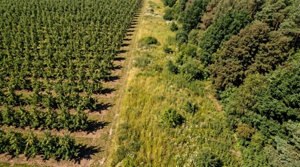 Naklejka premium Summer Orchard Grid Beside Wild Woodland With Meadow Transition Zone