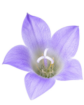 Lavender Bellflower Blossom Interior with Visible Pistil and Stamens Isolated on White Background