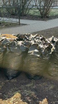 Black garbage bags piled on lawn after spring raking around birch tree near roadside last year dry leaves gathered into bags