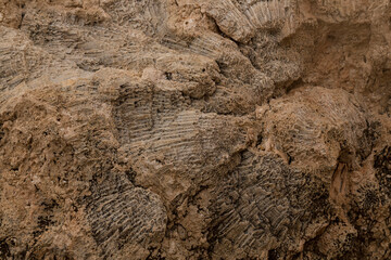 Fossil corals of the Red Sea. Ancient creatures, turned into stone. Reef corals. © Piotr