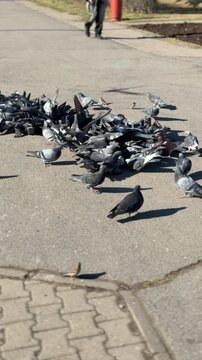 Pigeons pecking millet on asphalt, dense flock feeding in sunny urban plaza, birds jostling over scattered grains, textured