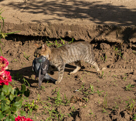 The cat has caught a pigeon and is hiding in the grass. Predator and its prey. Wild nature. © Piotr