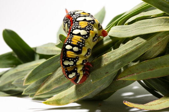 Hyles euphorbiae, the spurge hawk-moth, is a European moth of the family Sphingidae. The caterpillar eats the leaves of the Euphorbia virgata.
