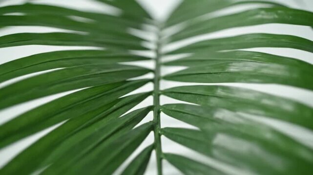 Close-up of a green palm frond with pointed leaflets casting soft shadows on a clean white background, highlighting vibrant color, texture, and minimalist tropical aesthetics.