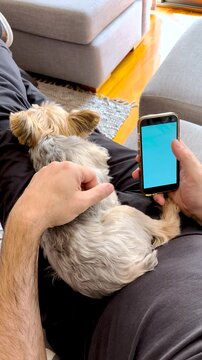Young man holding smartphone with blue mockup screen and small dog on legs. Devoted pet spending time with his owner .4k footage.Ideal format for social media story backgrounds.