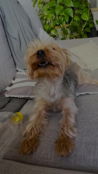 Curious Yorkie puppy looks at camera, tilts his head and barks.Close up vertical footage of a puppy alone barking.4K vertical footage. Ideal format for social media story backgrounds.