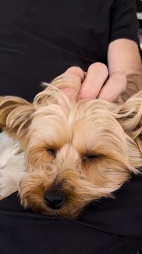Cut yorkshire puppy in the lap of his owner who caresses him.Close up vertical footage of a puppy with his owner.Cute moments of puppy calm. Ideal format for social media story backgrounds.
