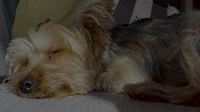 Yorkie puppy falling asleep on the sofa on a sunny morning..The sun entering from the side illuminates the sweet relaxed yorkie .Perfect horizontal footage for pet lovers, vets and pet promotions. 