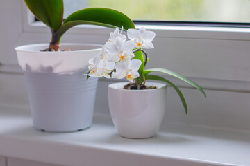 White orchid flowers in a small white pot next to a green-leaved plant in a larger white pot on a windowsill with natural light illuminating the scene © Irina Flamingo