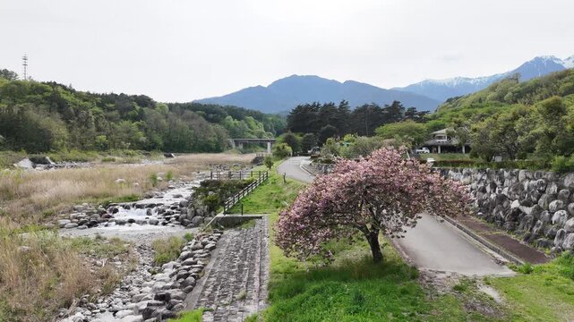 Slow-moving river runs beside a quiet road. Single cherry tree blooms vividly beside the path. Green hills rise gently in the background. The scene feels peaceful and untouched by haste