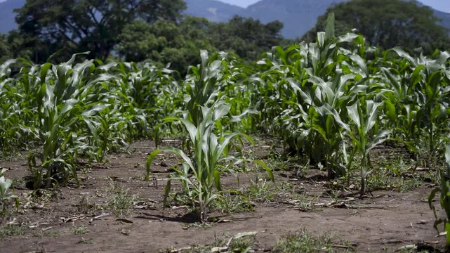 field of corn