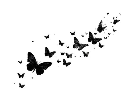 A swarm of beautiful black butterflies gracefully flutte and soa in a dynamic formation against a clean white background creating art.