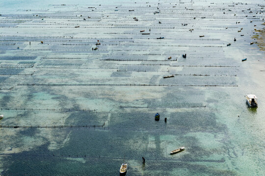 Elevated view of coastal seaweed cultivation plots in shallow turquoise water