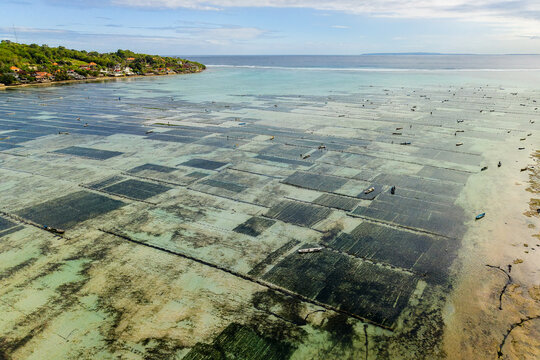 Aerial view of seaweed farm grids in shallow coastal waters of Bali, Indonesia