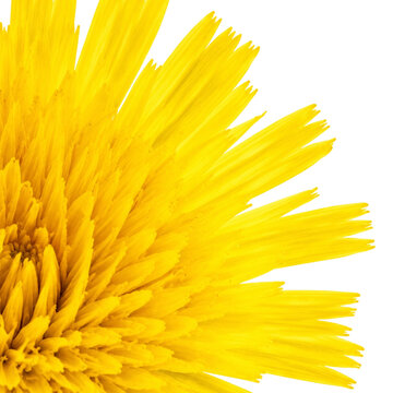 Yellow Hawkweed Petals Macro Background with Detailed Floral Texture and Bright Natural Pattern