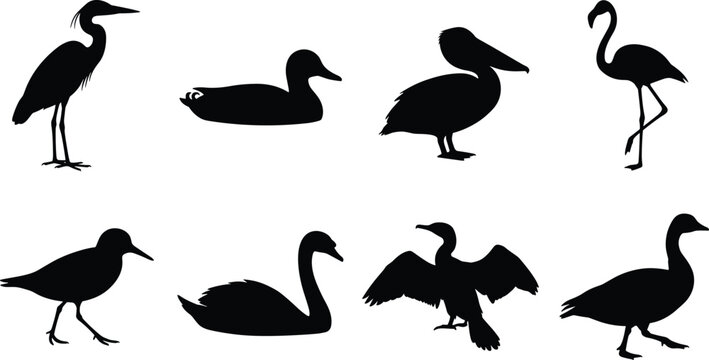 Water birds and waterfowl black silhouette set including heron duck pelican flamingo swan cormorant goose and sandpiper