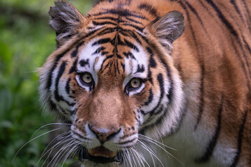 portrait of a Bengal tiger in the zoo © jkc916