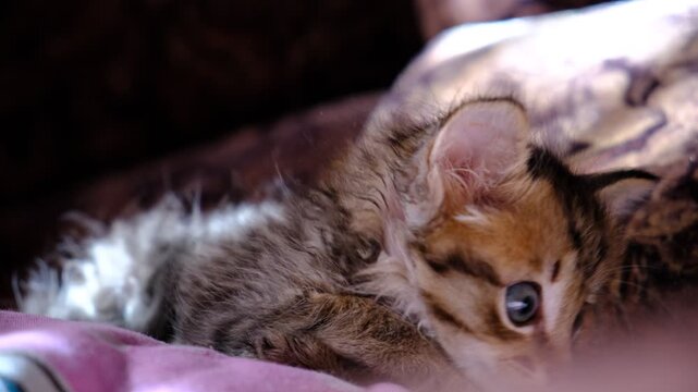 Tiny one-month-old kitten with striking blue eyes is nestled comfortably on a soft bed. Morning sunlight bathing kitten in a warm glow. Warmth, innocence, tranquility. Beloved pet, small friend