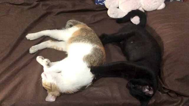 Two adorable and funny cats, one black and one calico, are sleeping soundly together on a brown blanket, the black one is massaging the calico cat.