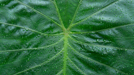 Green Tropical Leaf Vein Texture Background Close Up © m95s