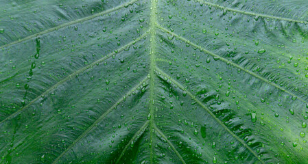 Green Tropical Leaf Vein Texture Background Close Up © m95s