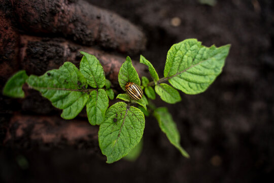 Dirty hand of a farmer pointing at a Colorado potato beetle on a young green sprout in dark soil, pest control and agriculture concept.