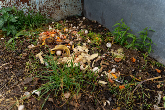 Organic food waste with banana peels and eggshells decomposing in a compost bin, sustainable waste management and recycling concept.