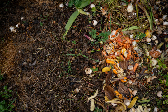 Organic food waste with banana peels and eggshells decomposing in a compost bin, sustainable waste management and recycling concept.