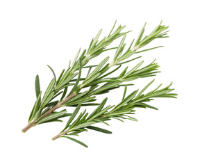 Fototapeta premium Bunch of Fresh Green Thyme Herb Sprigs Isolated