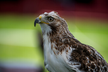 Fototapeta premium red tailed hawk