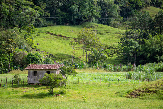 Antigo galp&atilde;o r&uacute;stico de madeira em meio a pastagem e colinas cobertas de floresta