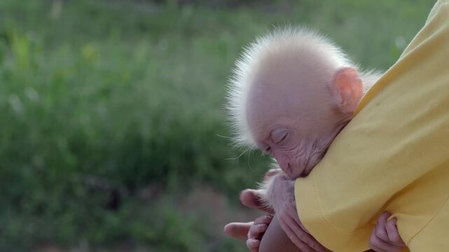Baby monkey is sleeping warmly in the arms of a person wearing a yellow shirt.