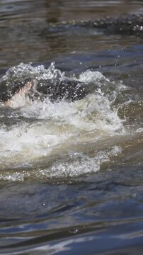 American Alligator Battle Roll Fight Splash 
