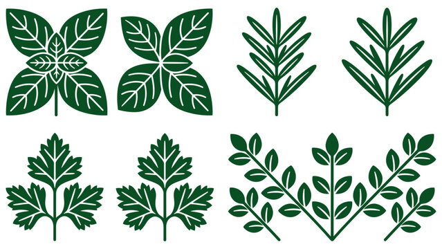 Culinary herbs and botanical leaf icon set, basil rosemary and parsley greenery elements, for organic food seasoning design, green flat style , vector illustration