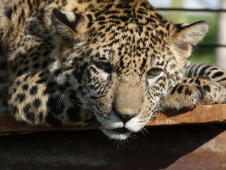 Fototapeta premium Close-Up Portrait of a Jaguar Resting in Paraguay Wildlife Sanctuary