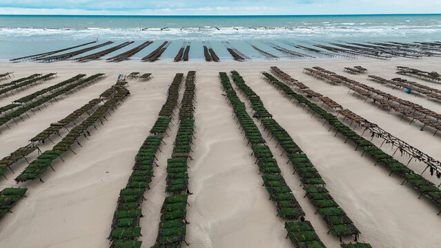 Aerial drone view of an oyster farm on Normandy coast of France.