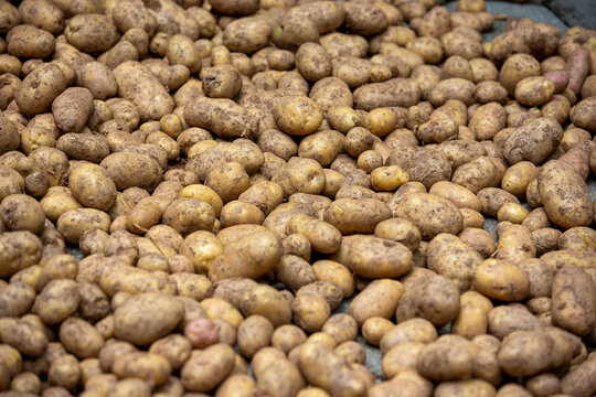 Grande quantidade de batatas colhidas e sujas de terra espalhadas em plano detalhado